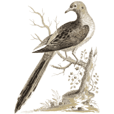 Long tailed dove on a branch 02 - A Natural History of Uncommon Birds - 1743