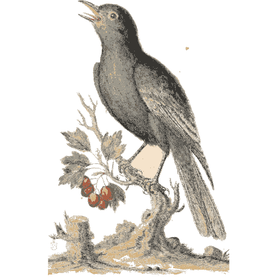 Dark bird on an oak branch with acorns - A Natural History of Uncommon Birds - 1743