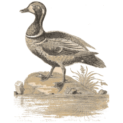 Patterned duck at the water 02 - A Natural History of Uncommon Birds - 1743