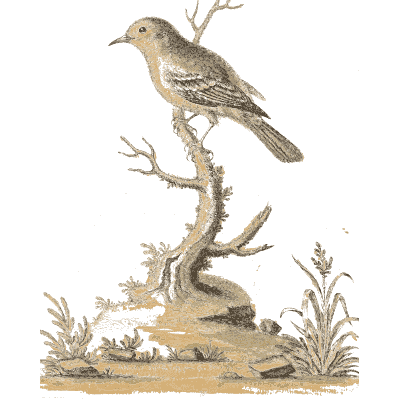 Small bird above water - A Natural History of Uncommon Birds - 1743