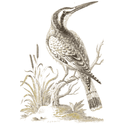 Long billed bird among rushes 02 - A Natural History of Uncommon Birds - 1743