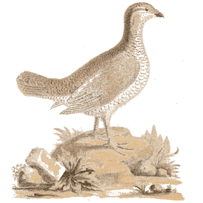 Plump gamebird on open ground - A Natural History of Uncommon Birds - 1743