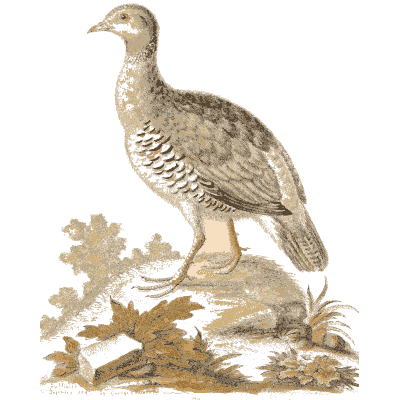 Speckled gamebird on leaves - A Natural History of Uncommon Birds - 1743