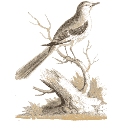 Long tailed bird on a dead branch 02 - A Natural History of Uncommon Birds - 1743