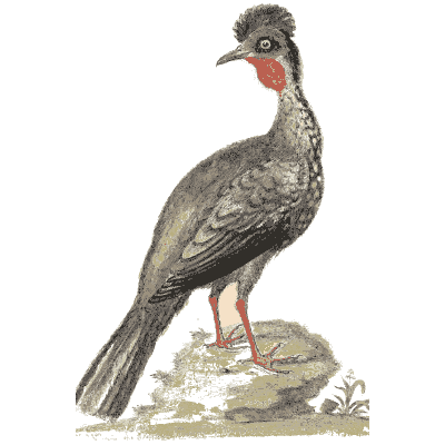Crested curassow with a red throat - A Natural History of Uncommon Birds - 1743