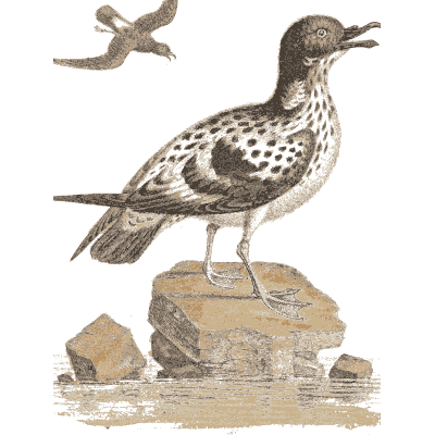 Speckled wading bird with another in flight - A Natural History of Uncommon Birds - 1743