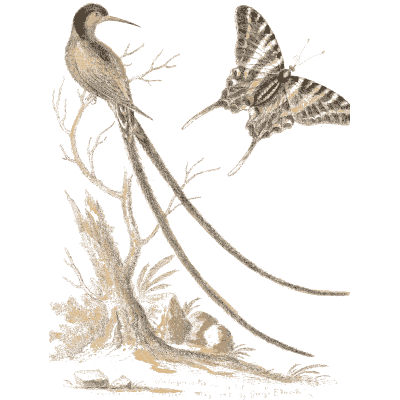 Streamer tailed bird with a striped moth - A Natural History of Uncommon Birds - 1743
