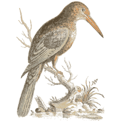 Kingfisher with a long orange bill - A Natural History of Uncommon Birds - 1743