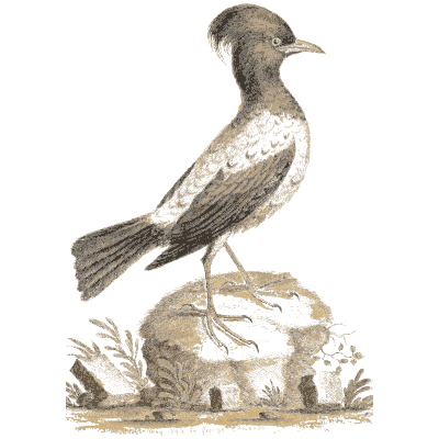 Black crested bird on a rise - A Natural History of Uncommon Birds - 1743