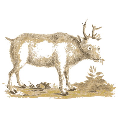 Reindeer with small antlers - A Natural History of Uncommon Birds - 1743