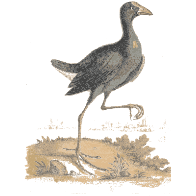 Purple gallinule striding over damp ground - A Natural History of Uncommon Birds - 1743