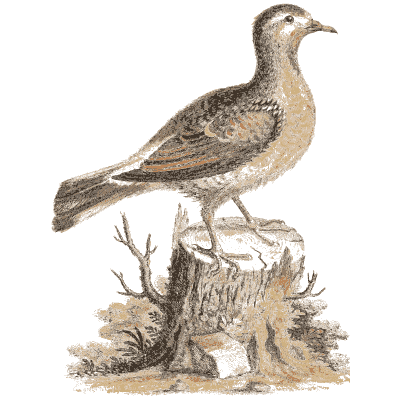 Pigeon on a tree stump 02 - A Natural History of Uncommon Birds - 1743