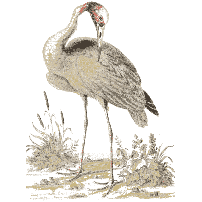 Crane preening among reeds 02 - A Natural History of Uncommon Birds - 1743