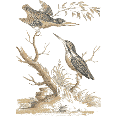 Kingfishers on a branch - A Natural History of Uncommon Birds - 1743