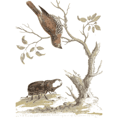 Spotted bird above a stag beetle 02 - A Natural History of Uncommon Birds - 1743
