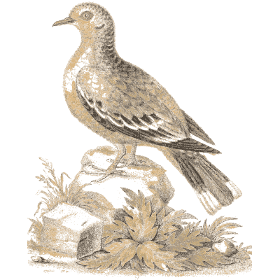 Pale spotted dove on a rock 02 - A Natural History of Uncommon Birds - 1743
