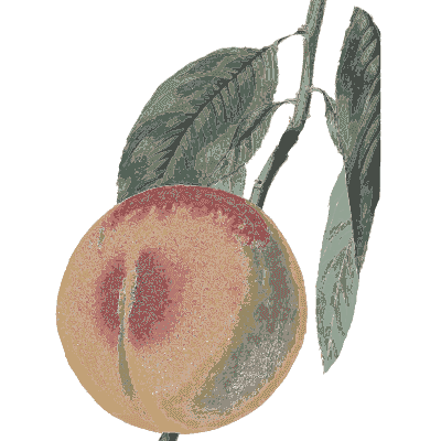 Peach on a branch 02 - Flora and Pomona, or the British Fruit and Flower Garden - 1829
