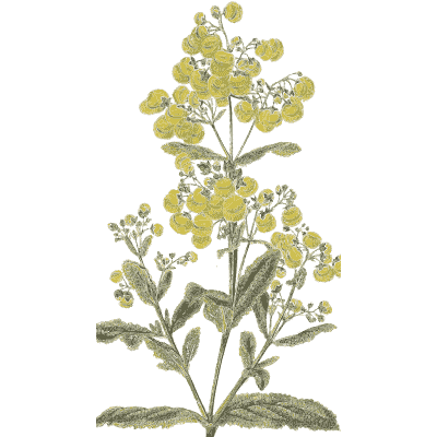 Spike of small yellow flowers - Flora and Pomona, or the British Fruit and Flower Garden - 1829