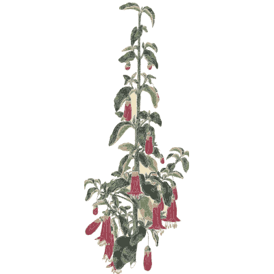 Fuchsia stem 02 - Flora and Pomona, or the British Fruit and Flower Garden - 1829