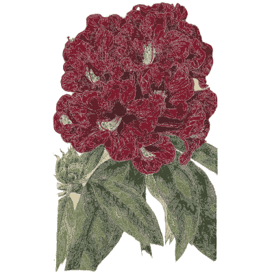 Red rhododendron - Flora and Pomona, or the British Fruit and Flower Garden - 1829