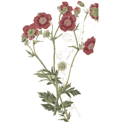 Spray of red flowers - Flora and Pomona, or the British Fruit and Flower Garden - 1829
