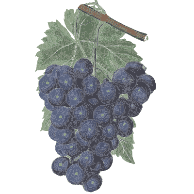 Bunch of blue grapes - Flora and Pomona, or the British Fruit and Flower Garden - 1829
