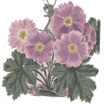 Pink primulas - Flora and Pomona, or the British Fruit and Flower Garden - 1829