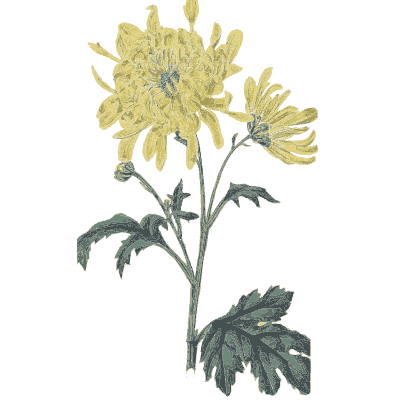 Yellow chrysanthemum - Flora and Pomona, or the British Fruit and Flower Garden - 1829