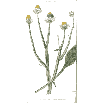 White flower heads on long stems - Flora and Pomona, or the British Fruit and Flower Garden - 1829