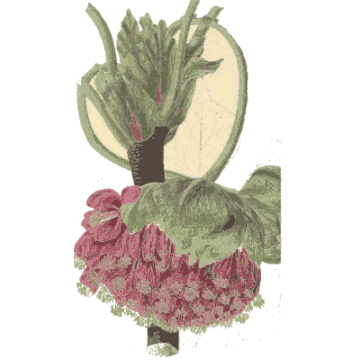 Cut pineapple - Flora and Pomona, or the British Fruit and Flower Garden - 1829