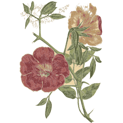 Red and buff open flowers - Flora and Pomona, or the British Fruit and Flower Garden - 1829