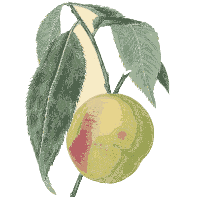 Pale green apple - Flora and Pomona, or the British Fruit and Flower Garden - 1829