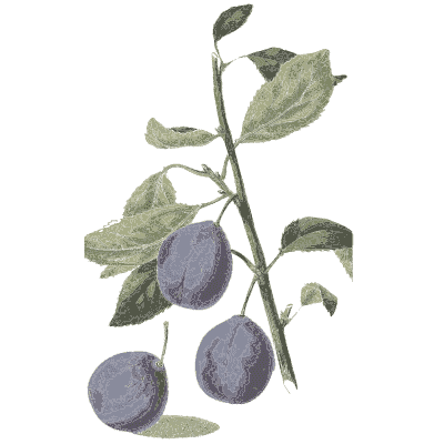 Three blue plums - Flora and Pomona, or the British Fruit and Flower Garden - 1829
