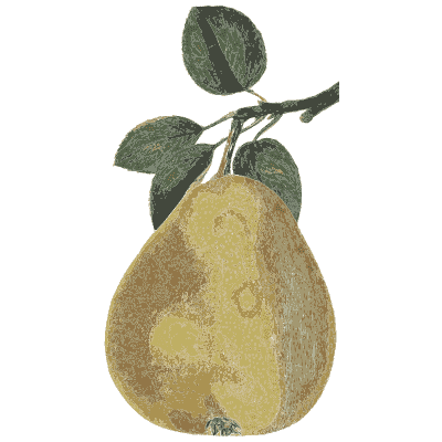 Yellow pear - Flora and Pomona, or the British Fruit and Flower Garden - 1829