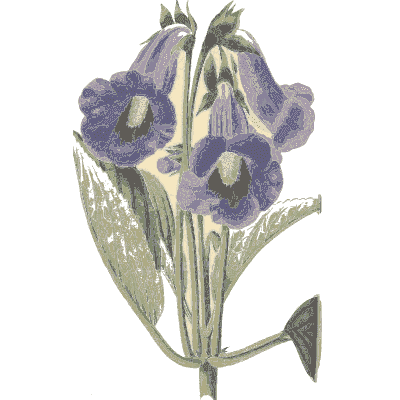 Purple trumpet flowers - Flora and Pomona, or the British Fruit and Flower Garden - 1829