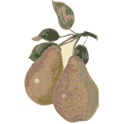 Two speckled pears - Flora and Pomona, or the British Fruit and Flower Garden - 1829