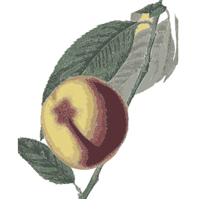 Peach cut open - Flora and Pomona, or the British Fruit and Flower Garden - 1829
