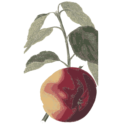 Deep red apple 01 - Flora and Pomona, or the British Fruit and Flower Garden - 1829