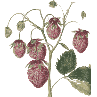 Raspberry canes - Flora and Pomona, or the British Fruit and Flower Garden - 1829