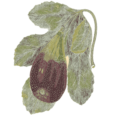 Fig with its leaf - Flora and Pomona, or the British Fruit and Flower Garden - 1829