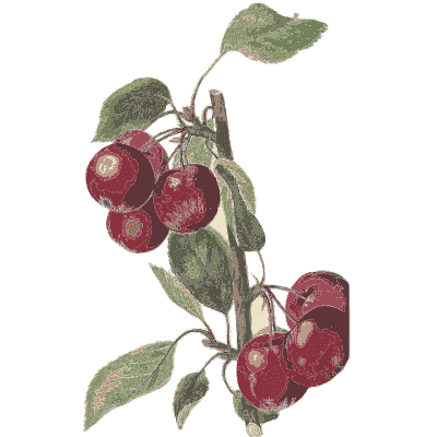 Cluster of red cherries - Flora and Pomona, or the British Fruit and Flower Garden - 1829
