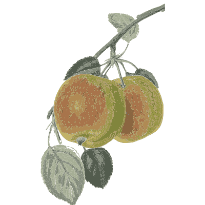 Two apples on a branch - Flora and Pomona, or the British Fruit and Flower Garden - 1829