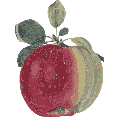 Striped red apple - Flora and Pomona, or the British Fruit and Flower Garden - 1829