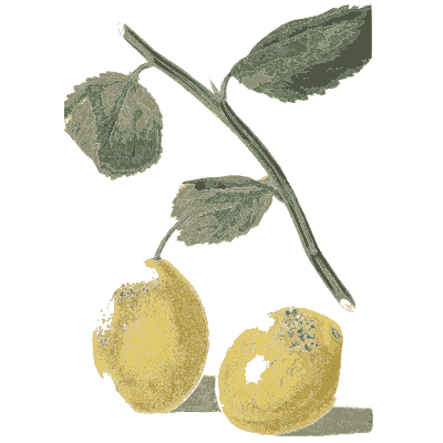 Two yellow plums - Flora and Pomona, or the British Fruit and Flower Garden - 1829