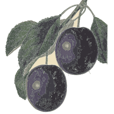 Two purple plums - Flora and Pomona, or the British Fruit and Flower Garden - 1829