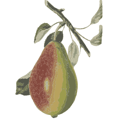Long pear on a branch 02 - Flora and Pomona, or the British Fruit and Flower Garden - 1829