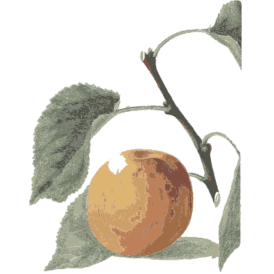 Apricot on a branch - Flora and Pomona, or the British Fruit and Flower Garden - 1829
