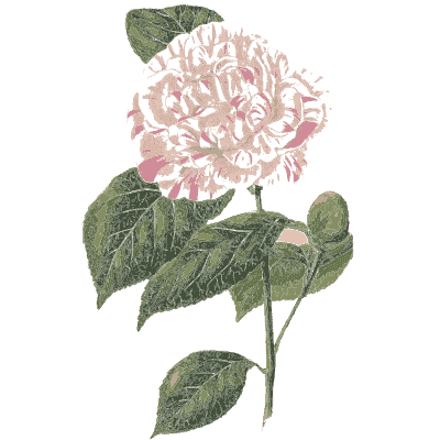 Pink camellia - Flora and Pomona, or the British Fruit and Flower Garden - 1829