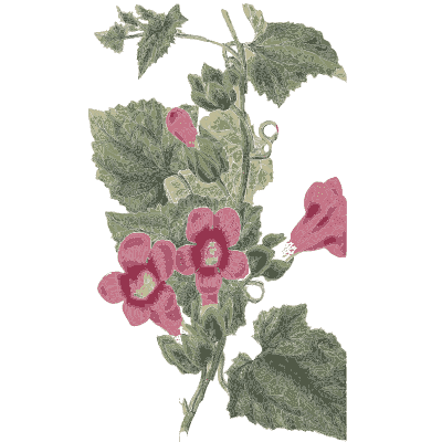 Pink trumpet flowers - Flora and Pomona, or the British Fruit and Flower Garden - 1829