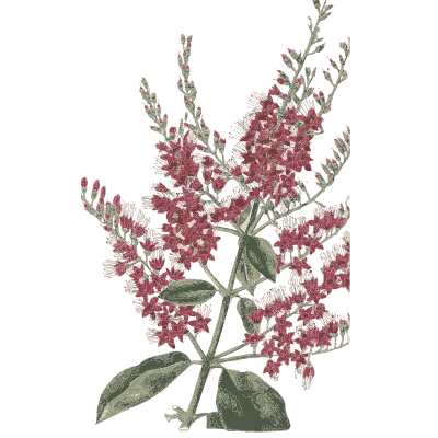 Plume of tiny red flowers - Flora and Pomona, or the British Fruit and Flower Garden - 1829
